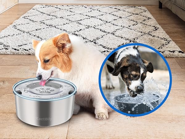 dog water dish