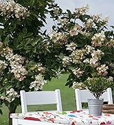 misaya Rectangle Vinyl Tablecloth, Fitted Table Cover, 100% Waterproof, Elastic Edge, Flannel Bac...