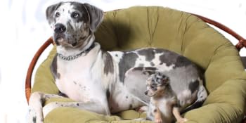 chair cover furniture protect dust-free moving packing