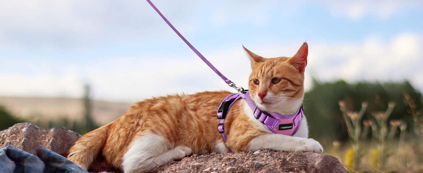 cat harness