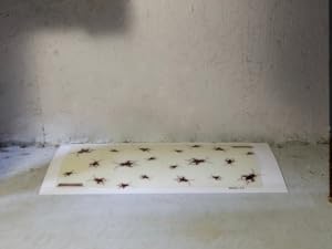 basement cricket trap