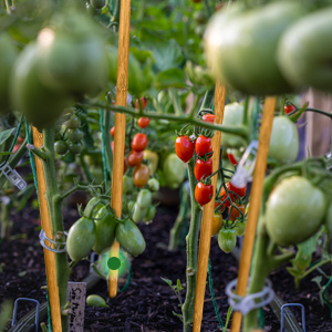 Plant Stakes