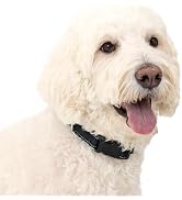 PetSafe Comfort Dog Collar, Black, Large | Comfortable Padded Design, Adjustable Dog Collar with ...