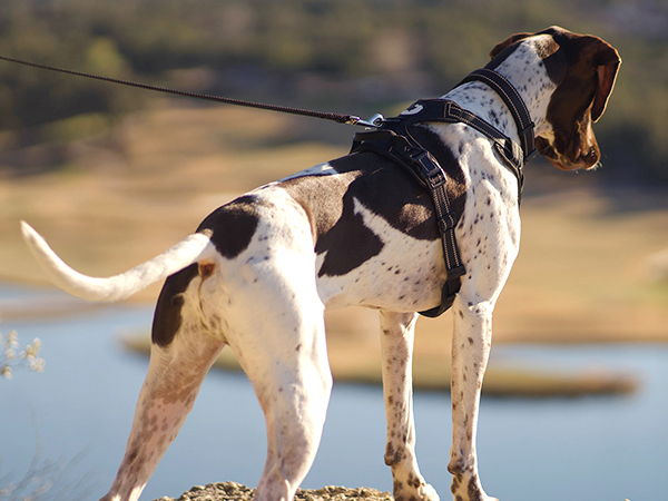 dog harness
