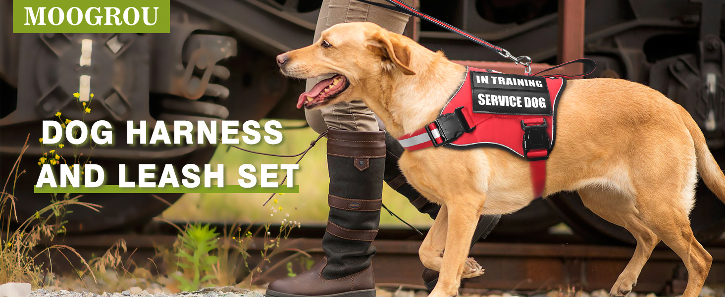 red dog harness and leash set