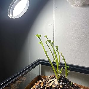 5000K-Red-Blue A19 LED