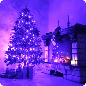 purple fairy lights