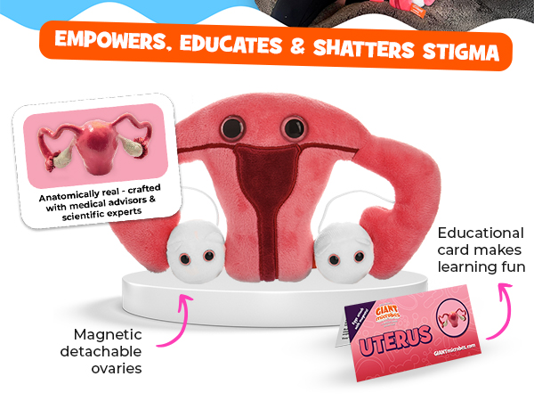 Uterus