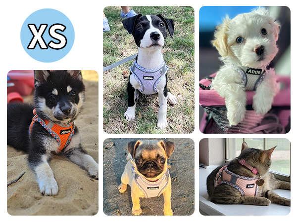 AIITLE Teacup Puppy Harness with Leash - Adjustable Soft Vest with Magic Velcro