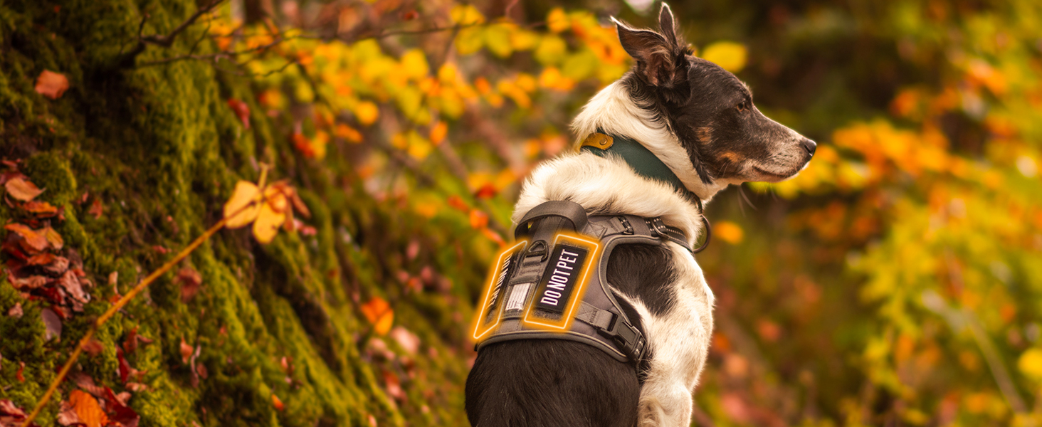 dog harness