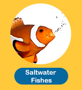 Saltwater Fishes