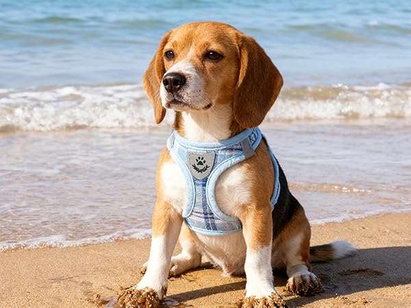 harness for puppy