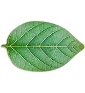 ZebraSmile Bathroom Rugs - Leaf Rug Green Bath Mat Cute Leaf Bathroom Rug Plant Bathroom Rug, Fun...
