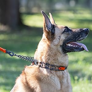 Training dog collar with ClicLock buckle and BioThane Insert