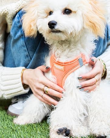 Downtown Pet Supply step in mesh dog harness in pastel tangerine