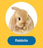 Rabbits