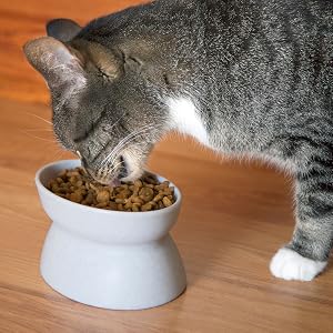 cat feeding