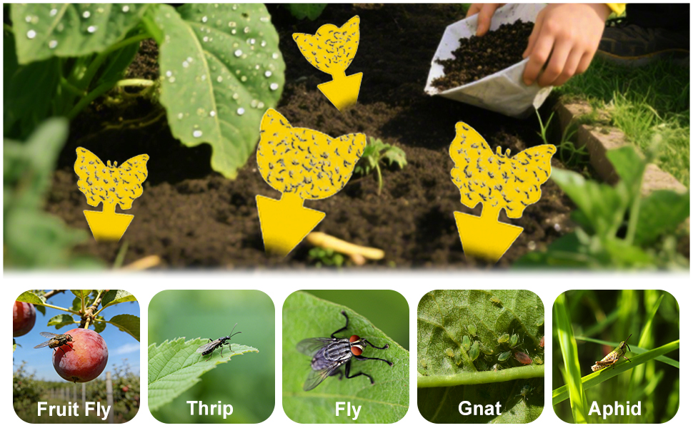 fruit fly traps for indoors