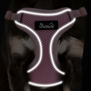 puppy harness and leash set