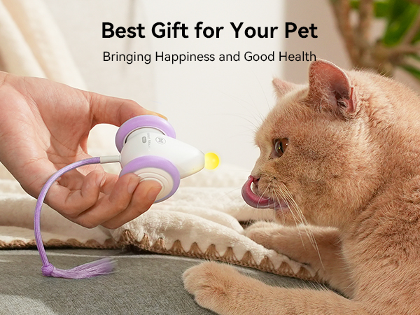 interactive cat toy