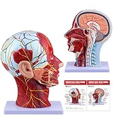 Ultrassist Human Anatomical Half-Head Model Includes Electronic Diagram with Superficial Neurovas...