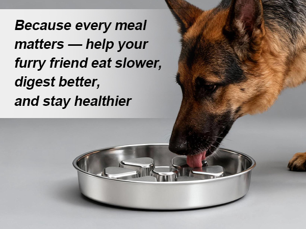 slow water bowl for dogs