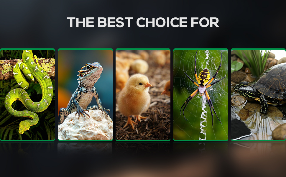 Provide excellent health protection for your pets