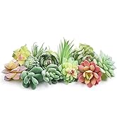 Happyhapi 12 Pcs Artificial Succulents Mini Fake Plants Unpotted Faux Succulent for Craft, Small ...