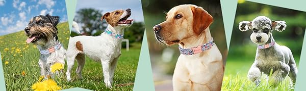 dog collar