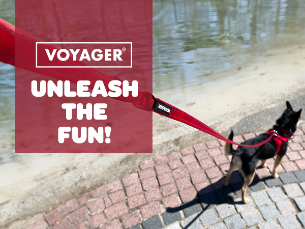 hands free dog leash