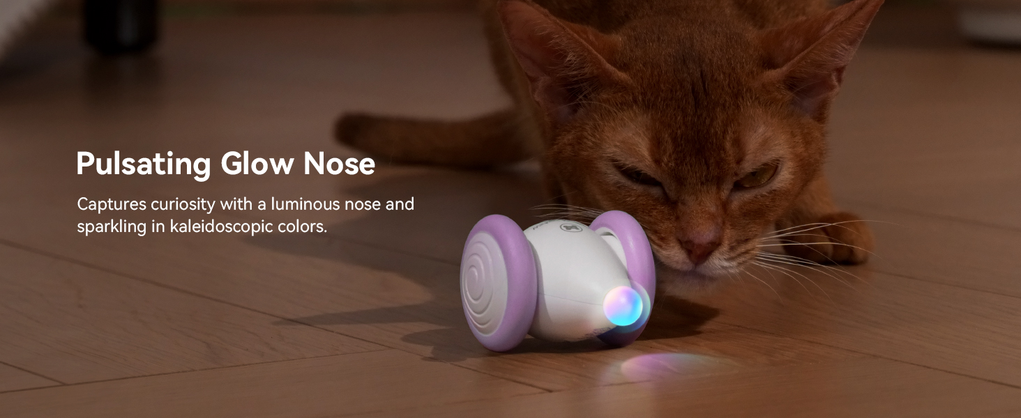 interactive ball cat toy