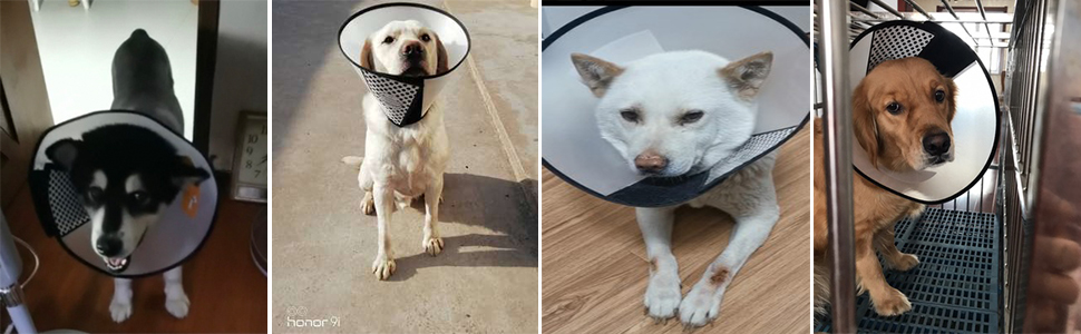 dog recovery cone & collar 6