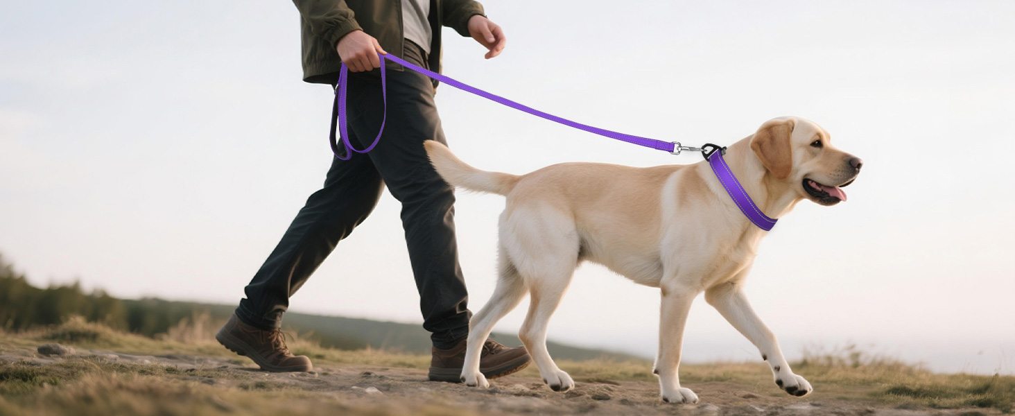 dog collar
