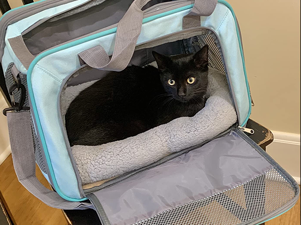 cat mat