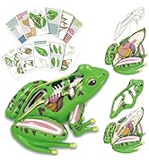 4D Vision Frog Anatomy Model, 23 Part Puzzle of Frog and 11 Knowledge Flash Cards, Detachable Fro...