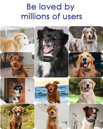 all dog