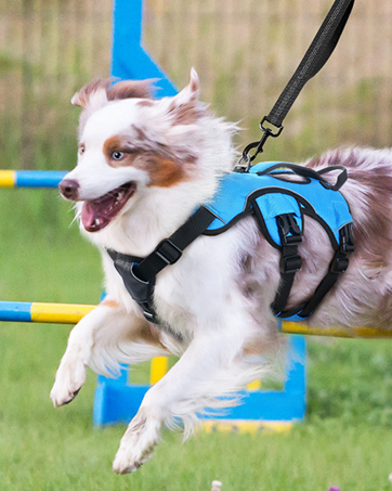 Dog wearing blue harness jumping over agility equipment. Small, white and tan breed in mid-leap. Outdoor setting with grass visible.