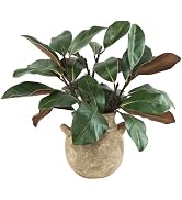 Coferset 5PCS Magnolia Artificial Stems 22 Inch Faux Magnolia Leaves 3D Real Touch Magnolia Branc...