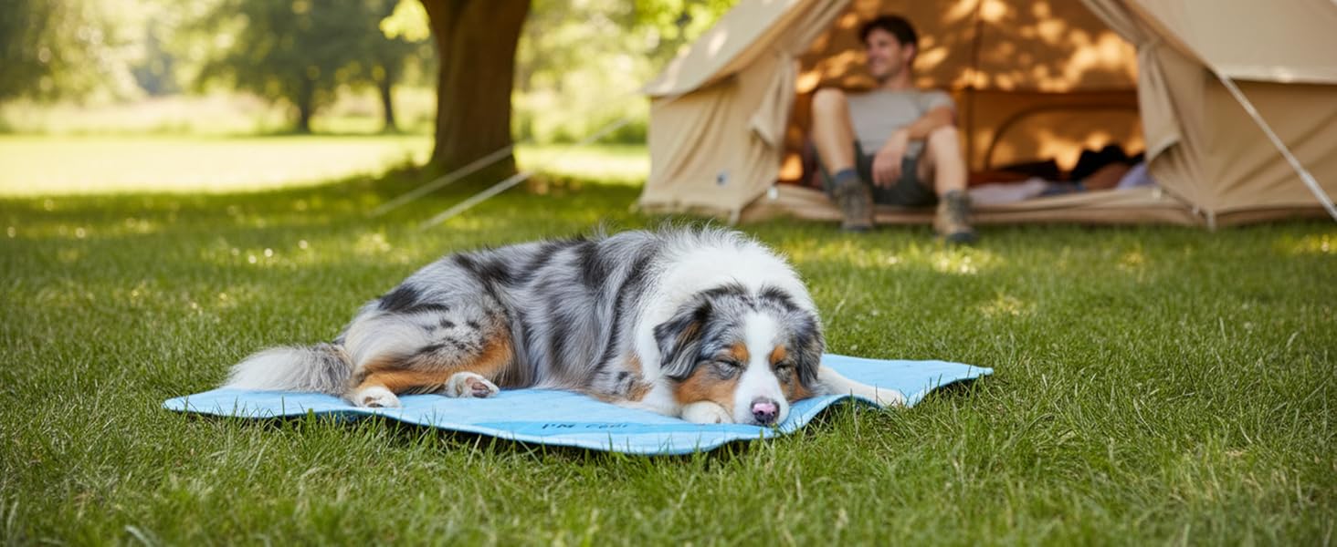 australian shepherd sleeping on a cooling mat while camping on the grass outdoor