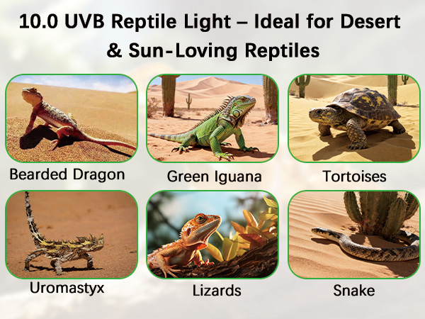 T5 10.0 UVB Reptile Light Fixture Combo Kit for Bearded Dragons Lizards Tortoises and Other Desert