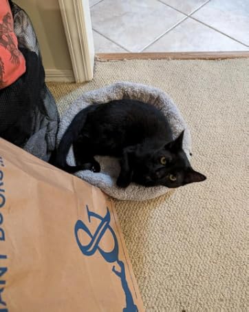 cat bed