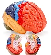ZENFUN Life-Size Human Brain Anatomical Model, Color-Coded Partitioned Brain, 2 Parts, Anatomical...