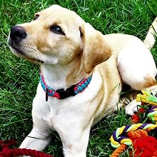 dog collar paracord buckle idea craft