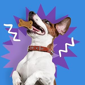 dog with treat on graphic background