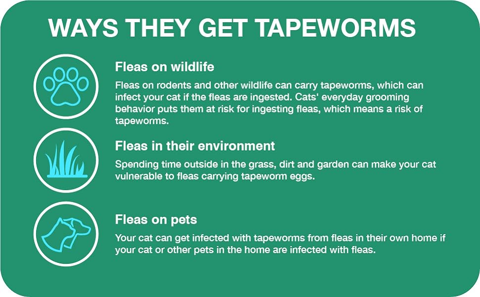 How do cats get worms?