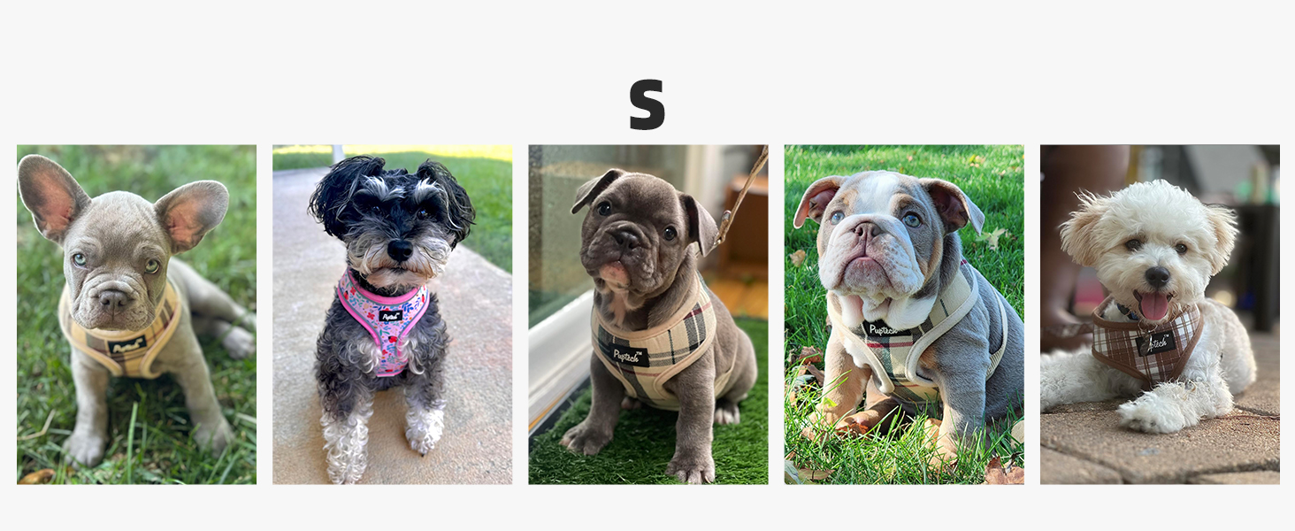dog harness