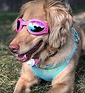 dog glasses