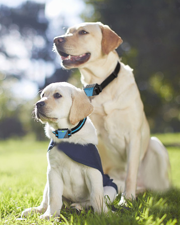 dog training collar