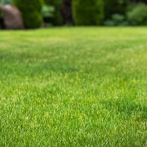 Product image of user's lawn
