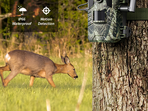 trail camera